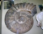 Ammonitoceras sp.