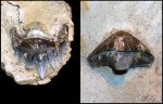 Зубы Pristodus sp. для сравнения