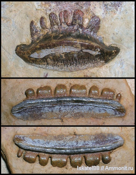 рыбы, зубы, Polyrhizodus, Petalodontiformes, fish, teeth