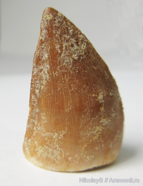 водные рептилии, мозазавры