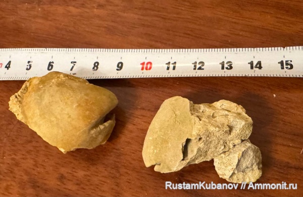 меловой период, Pycnodus, Карачаевский район