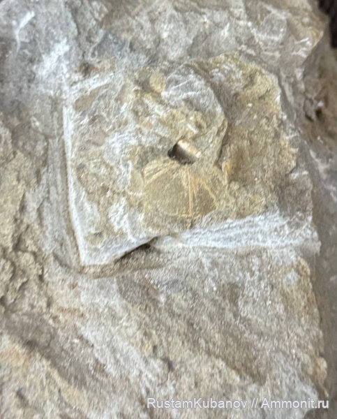 морские ежи, юрский период, Echinoidea, Кавказ, Карачаево-Черкессия. Усть-Джегутинский район