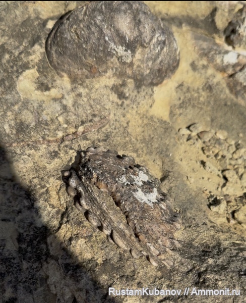 юрский период, Кавказ, Карачаево-Черкессия. Усть-Джегутинский район