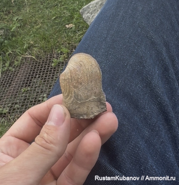 юрский период, двустворчатые моллюски, Кавказ, Карачаево-Черкессия. Усть-Джегутинский район