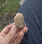 неопознаный двустворчатый моллюск