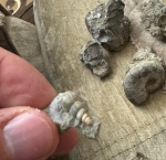 неопределил