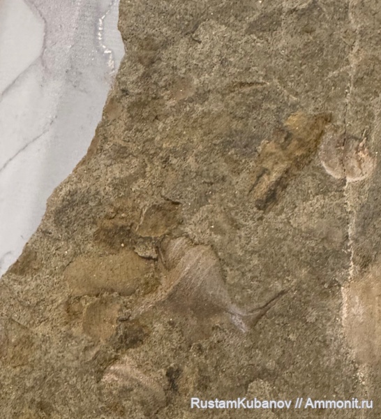 юрский период, Карачаево-Черкессия, Кавказ, Усть-Джегутинский район