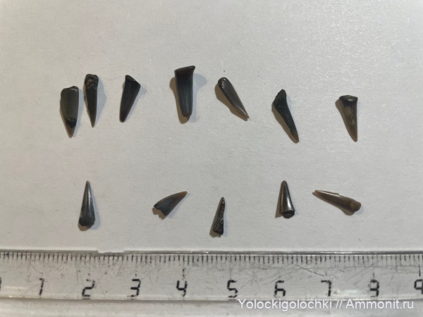 юра, рыбы, хрящевые рыбы, акулы, волжский ярус, Sphenodus, зубы акул, Chondrichthyes, Elasmobranchii, зубы рыб, Volgian, Jurassic