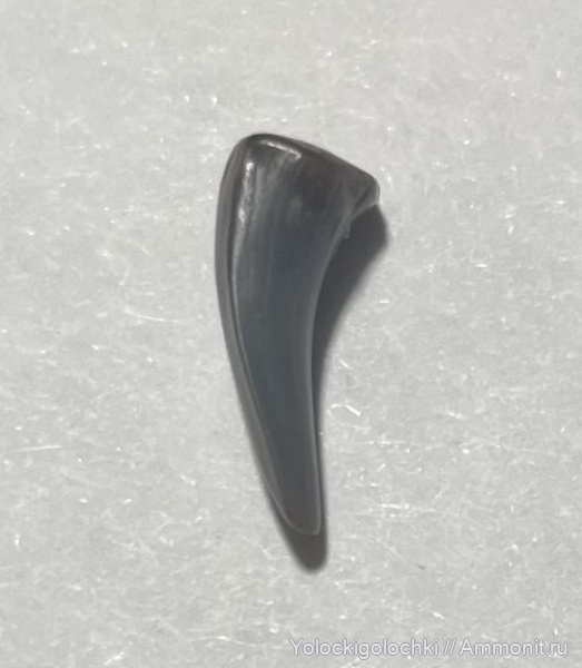 юра, рыбы, хрящевые рыбы, акулы, волжский ярус, Sphenodus, зубы акул, Chondrichthyes, Elasmobranchii, зубы рыб, Volgian, Jurassic