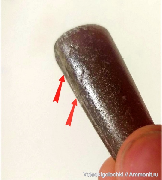 белемниты, юра, ростры, прижизненные повреждения, Jurassic, belemnites