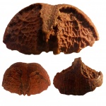 Странная брахиопода