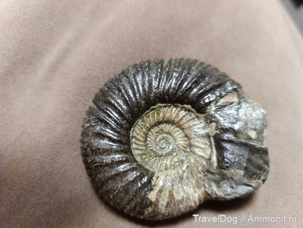 Средневолжские мотивы