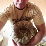 Erymnoceras coronatum