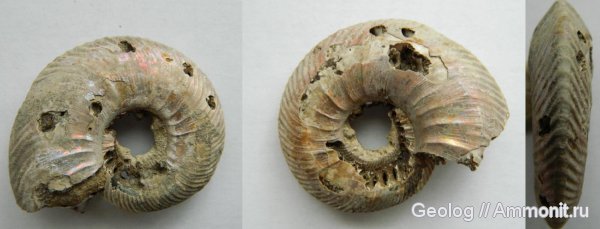 аммониты, головоногие моллюски, Quenstedtoceras, Дубки, Ammonites