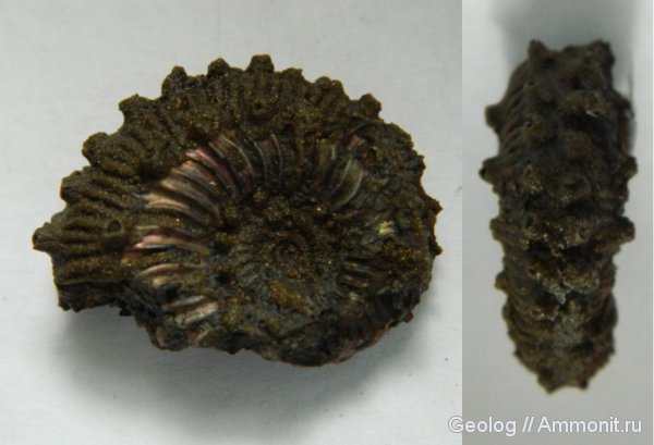 аммониты, Kosmoceras, головоногие моллюски, Дубки, Ammonites