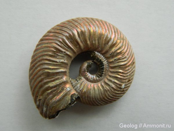 аммониты, головоногие моллюски, Quenstedtoceras, Quenstedtoceras lamberti, Дубки, Ammonites