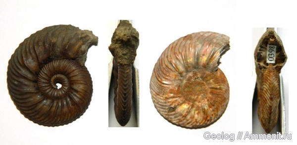 аммониты, юра, головоногие моллюски, Quenstedtoceras, Дубки, Ammonites, Quenstedtoceras flexicostatum, Jurassic