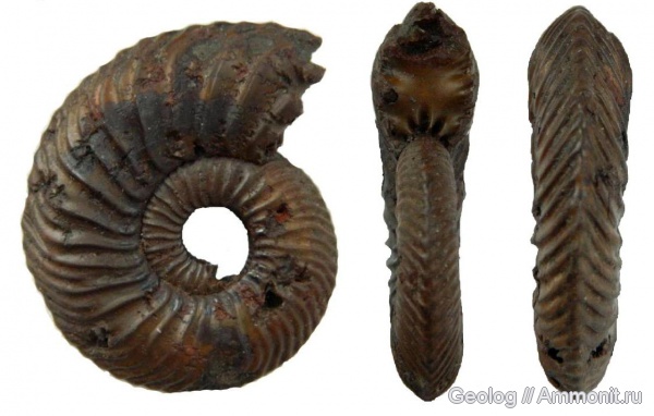 аммониты, юра, головоногие моллюски, Quenstedtoceras, Дубки, Quenstedtoceras praelamberti, Ammonites, Jurassic