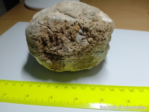 Окаменелости Абхазии