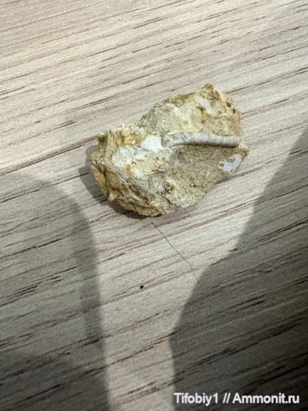 девон, Липецк