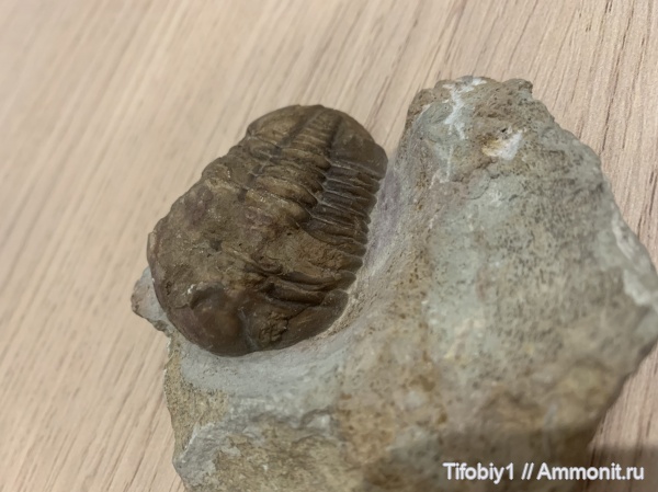 Купленное подаренное вообщем моя коллекция