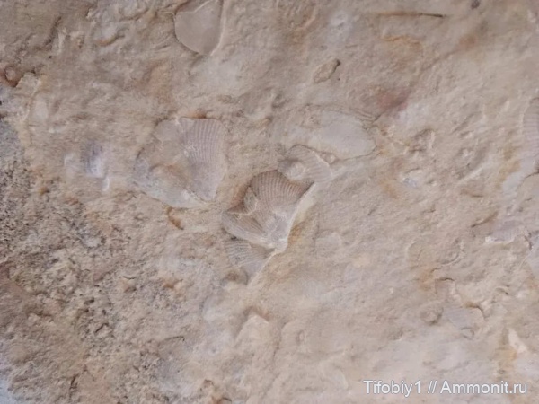 Находки из " кремля кудыкиной горы"