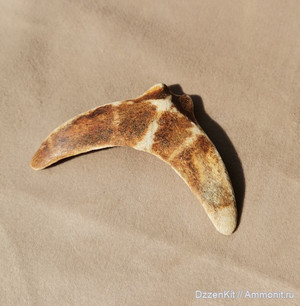 окаменелости, киты, акулы, кости, подъязычная кость