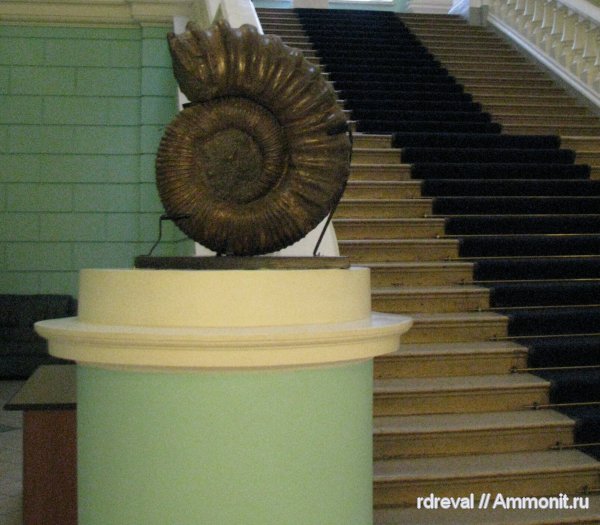 Ammonitoceras, ЦНИГР музей им. Ф.Н. Чернышева