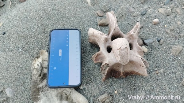 Млекопитающие