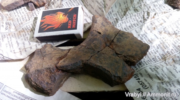 Морские рептилии