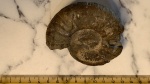 Аммонит из Шмелевки