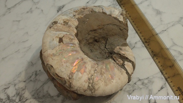 аммониты, головоногие моллюски, Ammonites, Широкий Буерак