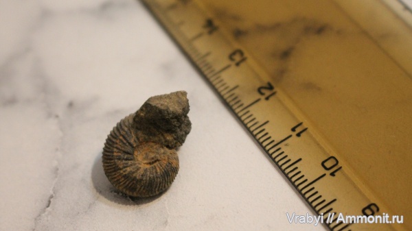 аммониты, Москва, головоногие моллюски, Ammonites, Шмелëвка