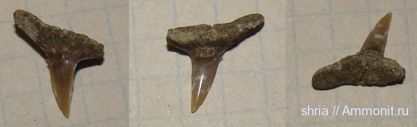 зубы, мезозой, Synechodontiformes, Оренбургская область, teeth