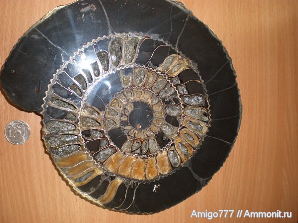 аммониты, Speetoniceras, Speetoniceras versicolor, Ammonites, Hauterivian