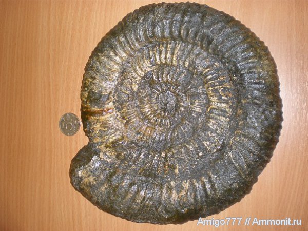 аммониты, Speetoniceras, Speetoniceras versicolor, Ammonites, Hauterivian
