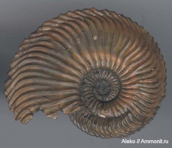 аммониты, Cardioceras, оксфорд, Никитино, Ammonites, Oxfordian