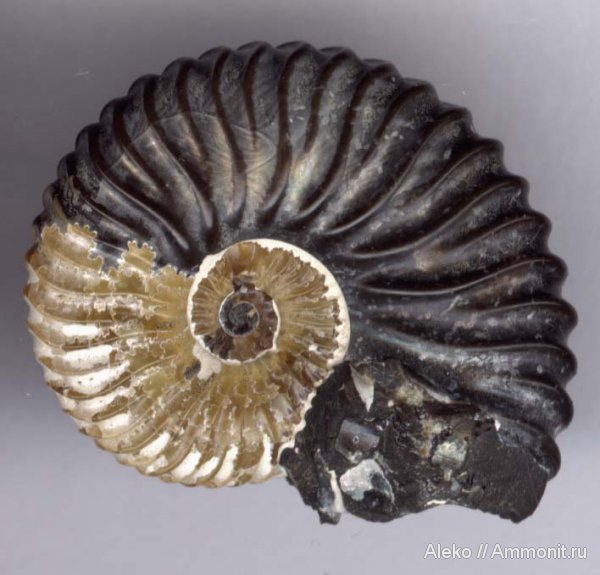 аммониты, Deshayesites, апт, Deshayesites deshayesi, Ammonites, отпечатки мускулов, Aptian