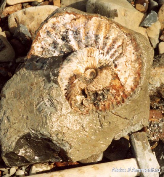 аммониты, Deshayesites, апт, Ammonites, Aptian
