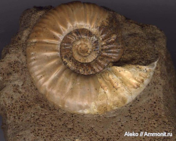 аммониты, келловей, Perisphinctidae, Proplanulites, Proplanulites subcuneatus, Ammonites, Callovian, Middle Jurassic
