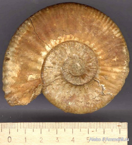 аммониты, келловей, Anaplanulites, Anaplanulites submutatus, Ammonites, Callovian, Middle Jurassic
