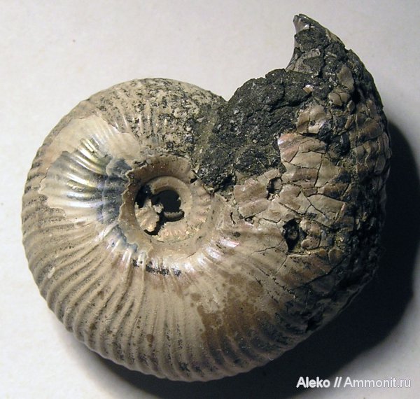 аммониты, Funiferites, келловей, Funiferites allae, Ammonites, Callovian, Middle Jurassic