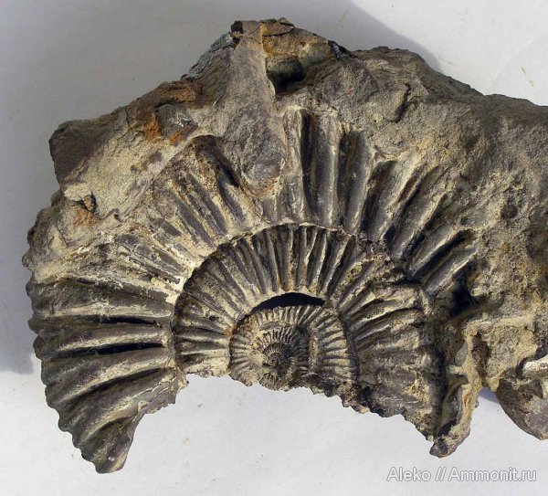 аммониты, келловей, Peltoceras, Peltoceras athleta, Ammonites, Callovian, Middle Jurassic