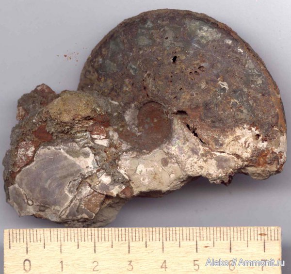 аммониты, келловей, Sublunuloceras, Ammonites, Callovian, Middle Jurassic