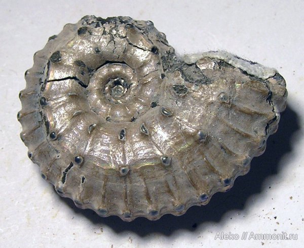 аммониты, Kosmoceras, келловей, Gulielmiceras, Ammonites, Callovian, Middle Jurassic