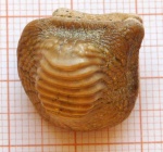 Зуб Ptychodus mammillaris Agassiz
