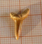 Передний зуб Paranomotodon sp.