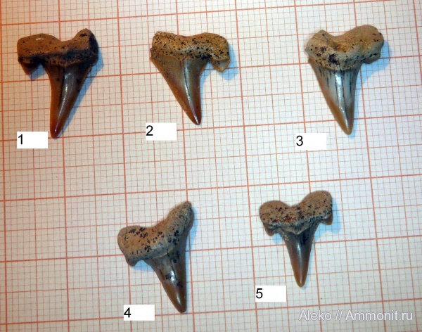 Cretalamna, сеноман, зубы акул, Cretoxyrhina, Шацк, Cenomanian, shark teeth