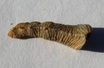 Зуб Polyacrodus illingworthi