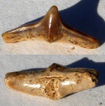 Зуб акулы Cederstroemia triangulata